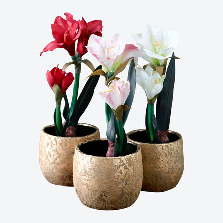 Produktbild fr '3 teiliges Set: Unvergngliche Amaryllis mit Ballen blht viele Winterzeiten lang'