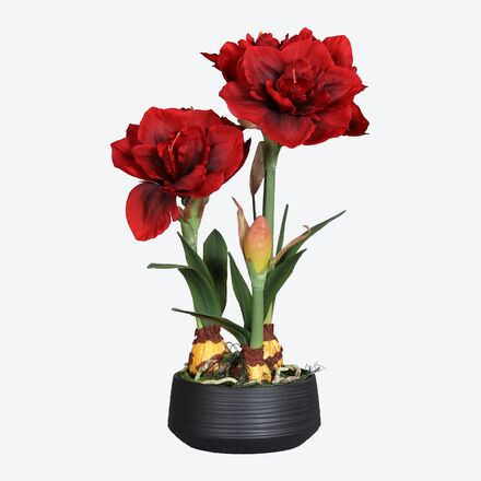 Produktbild fr 'Voll erblhte Amaryllis im Keramik-bertopf'